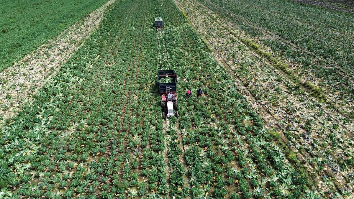 Hasatta sona gelindi, Konya pazarlarında Karadeniz hareketliliği başlıyor 5
